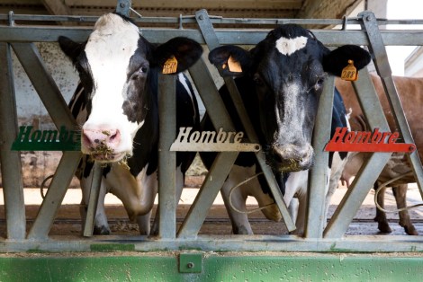 millemiglia.hombre.3